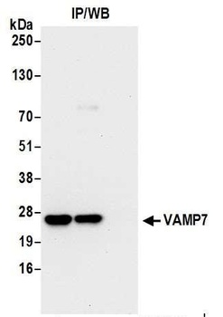 Rabbit anti-VAMP7 Antibody, Affinity Purified