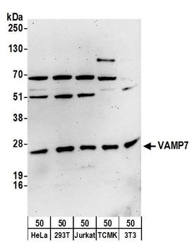 Rabbit anti-VAMP7 Antibody, Affinity Purified