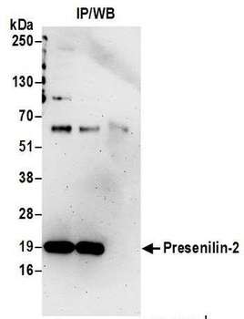 Rabbit anti-Presenilin-2 Antibody, Affinity Purified