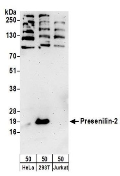 Rabbit anti-Presenilin-2 Antibody, Affinity Purified