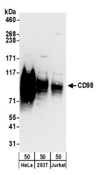 Rabbit anti-CD98 Antibody, Affinity Purified