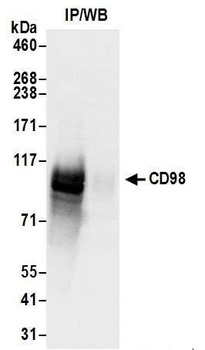 Rabbit anti-CD98 Antibody, Affinity Purified