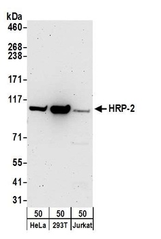 Rabbit anti-HRP-2 Antibody, Affinity Purified