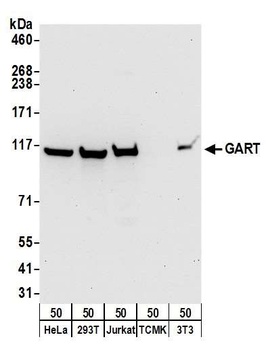 Rabbit anti-GART Antibody, Affinity Purified