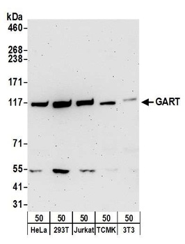 Rabbit anti-GART Antibody, Affinity Purified