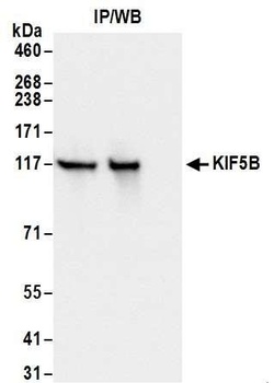 Rabbit anti-KIF5B Antibody, Affinity Purified