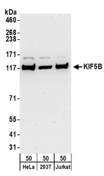 Rabbit anti-KIF5B Antibody, Affinity Purified