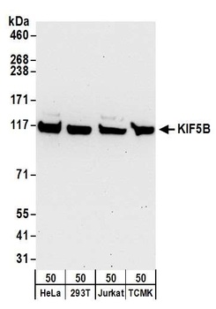 Rabbit anti-KIF5B Antibody, Affinity Purified