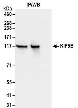 Rabbit anti-KIF5B Antibody, Affinity Purified