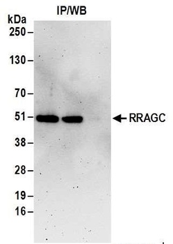 Rabbit anti-RRAGC/RagC Antibody, Affinity Purified
