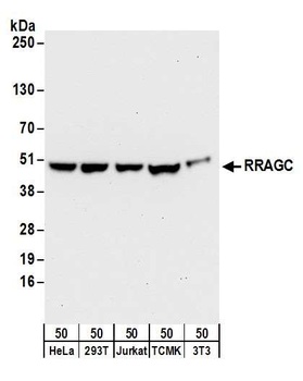 Rabbit anti-RRAGC/RagC Antibody, Affinity Purified