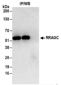 Rabbit anti-RRAGC/RagC Antibody, Affinity Purified