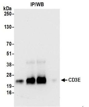Rabbit anti-CD3E Antibody, Affinity Purified