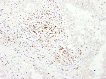 Rabbit anti-CD3E Antibody, Affinity Purified