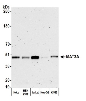Rabbit anti-MAT2A Antibody, Affinity Purified