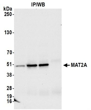 Rabbit anti-MAT2A Antibody, Affinity Purified