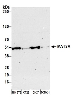 Rabbit anti-MAT2A Antibody, Affinity Purified