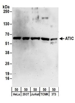 Rabbit anti-ATIC Antibody, Affinity Purified