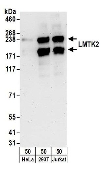 Rabbit anti-LMTK2 Antibody, Affinity Purified