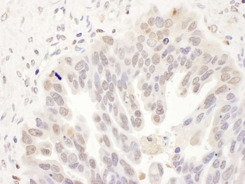 Rabbit anti-DCK Antibody, Affinity Purified