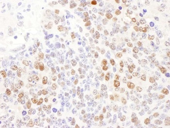Rabbit anti-DCK Antibody, Affinity Purified