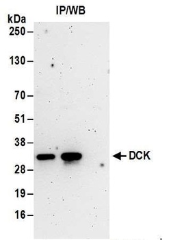 Rabbit anti-DCK Antibody, Affinity Purified