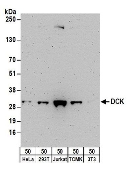 Rabbit anti-DCK Antibody, Affinity Purified
