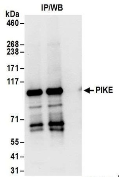 Rabbit anti-PIKE Antibody, Affinity Purified