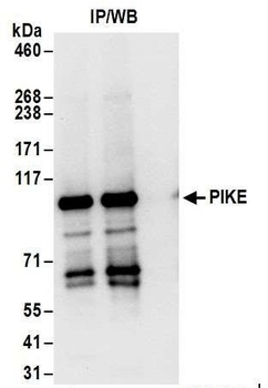 Rabbit anti-PIKE Antibody, Affinity Purified