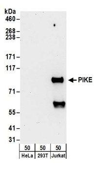 Rabbit anti-PIKE Antibody, Affinity Purified