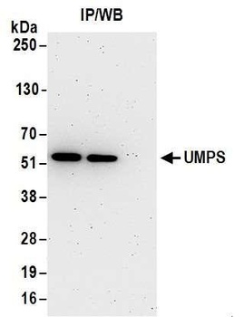 Rabbit anti-UMPS Antibody, Affinity Purified
