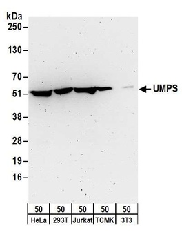 Rabbit anti-UMPS Antibody, Affinity Purified