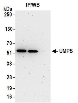 Rabbit anti-UMPS Antibody, Affinity Purified