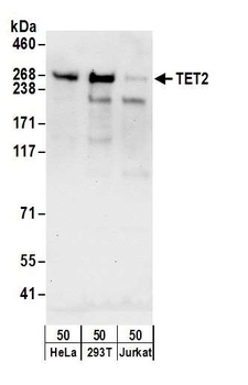 Rabbit anti-TET2 Antibody, Affinity Purified