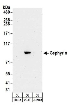 Rabbit anti-Gephyrin Antibody, Affinity Purified