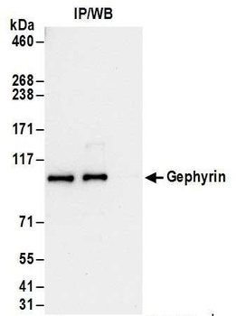Rabbit anti-Gephyrin Antibody, Affinity Purified