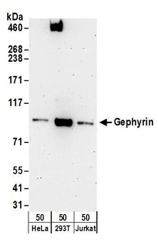 Rabbit anti-Gephyrin Antibody, Affinity Purified