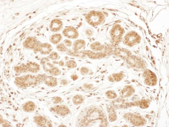 Rabbit anti-RSK3 Antibody, Affinity Purified