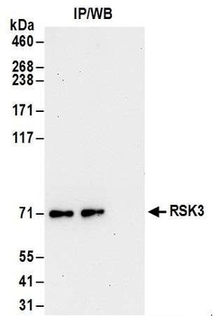 Rabbit anti-RSK3 Antibody, Affinity Purified