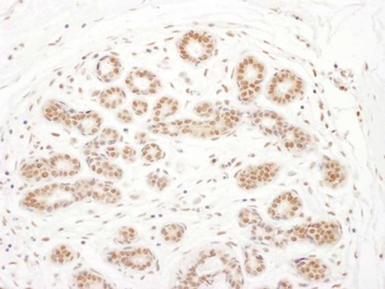 Rabbit anti-RSK3 Antibody, Affinity Purified
