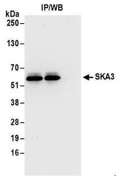 Rabbit anti-SKA3 Antibody, Affinity Purified