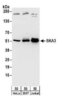 Rabbit anti-SKA3 Antibody, Affinity Purified
