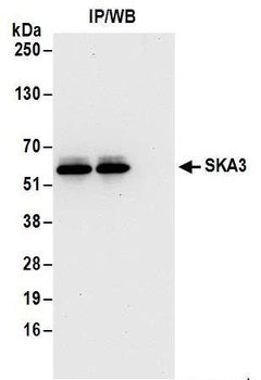 Rabbit anti-SKA3 Antibody, Affinity Purified