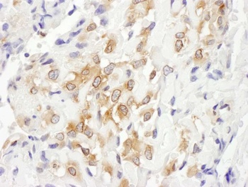 Rabbit anti-Septin 7 Antibody, Affinity Purified