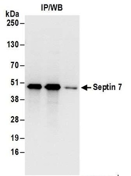 Rabbit anti-Septin 7 Antibody, Affinity Purified