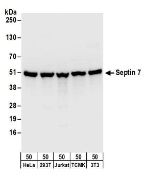 Rabbit anti-Septin 7 Antibody, Affinity Purified