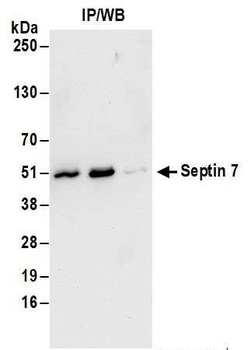 Rabbit anti-Septin 7 Antibody, Affinity Purified