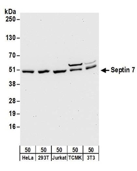 Rabbit anti-Septin 7 Antibody, Affinity Purified