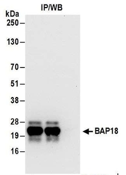 Rabbit anti-BAP18 Antibody, Affinity Purified