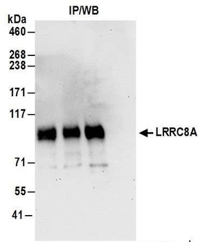 Rabbit anti-LRRC8A Antibody, Affinity Purified
